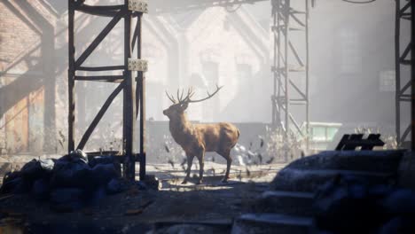 Wild-deer-rooming-around-the-streets-in-abandoned-city